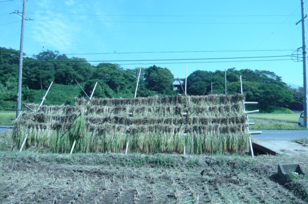 はざかけ。刈り取った稲を天日で干す