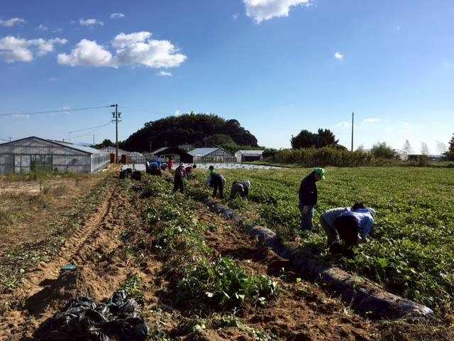 みんなで芋を掘る