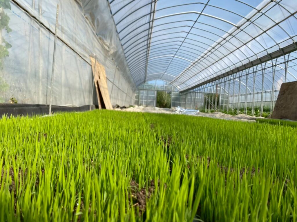 育苗ハウスの稲の苗